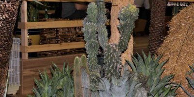 Payzajda kuraklık bitkilerine dönüş