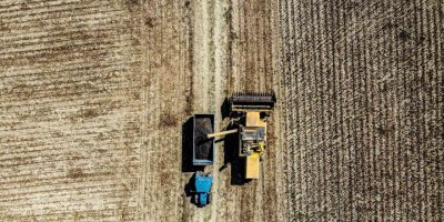 Çaykenarı Mahallesi’nde ayçiçeği hasadı sevinci