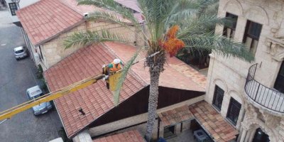 Tarihi "Hurmalı Konak"ta hurma hasadı