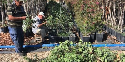 3-4 yılda meyve veriyor... Aşılı harnup fidanı çalışmalarında olumlu sonuç alındı