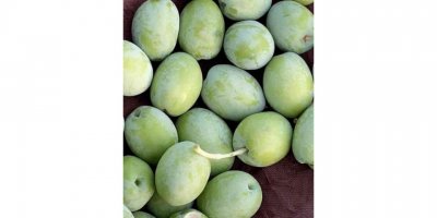 Mut’ta 200 bin ton zeytin rekoltesi bekleniyor