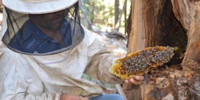 Antalyalı balcılar Toros Dağları’nda firari arıların izini sürerek bal topluyor