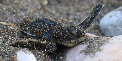 Sona kalan caretta caretta yavruları denizle buluşturuldu
