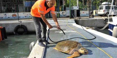 Yaralı carettayı belediye ekibi kurtardı