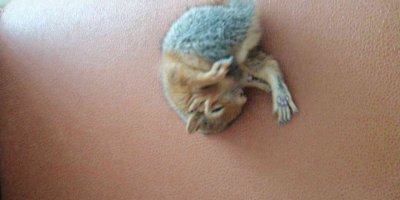 Yavru sincabı biberonla besleyip battaniyede uyutuyorlar