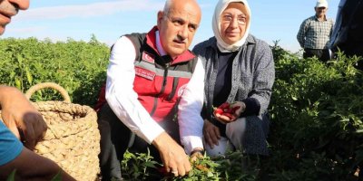 Bakan Kirişci, Maraş biberi hasadına katıldı