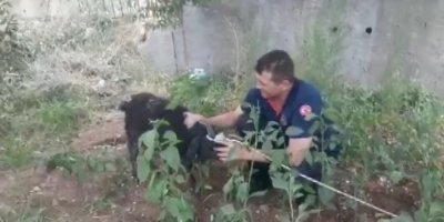 Bataklıkta keçi kurtarma operasyonu