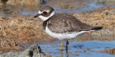 Milleyha Sulak Alan doğal sit alanı olacak