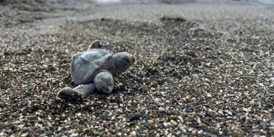 Çift başlı yeşil deniz kaplumbağası şaşırttı