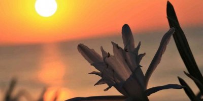 Koparmanın cezası 109 bin 593 TL... Yoğun çiçek dönemine giren ’kum zambakları’ görsel şölen sunuyor