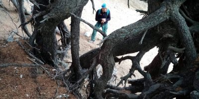 Kökleri dışarıda kalan ağaçlar ilginç görüntüler oluşturuyor