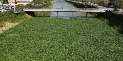 Asi Nehri’nde su canavarlarıyla mücadele