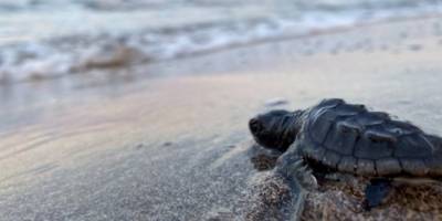 17  bin yavru caretta caretta denize ulaştı