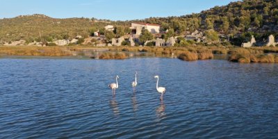 Noel Baba Kuş Cenneti, flamingoların evi oldu