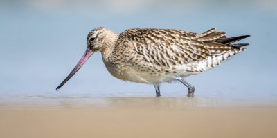 'Uçuş rekortmeni' kuş, Mersin'de mola verdi