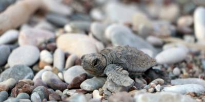 Yavru caretta sayısı yüzde 27 arttı