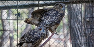 Kaçak Avcıların Yaraladığı Puhu Çifti, Aile Olmaya Hazırlanıyor