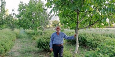 Kestiği Ağacın Altında Kalıp, Öldü