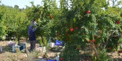 Finike'de Hicaz Narı Hasadı Başladı