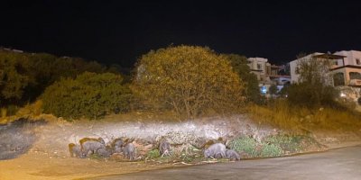Bodrum'da Aç Kalan Domuzlar Yerleşim Yerine İndi