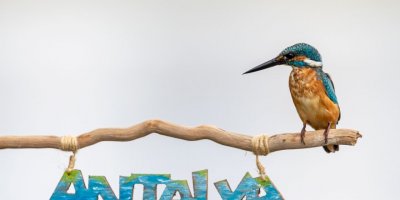 'yalıçapkını'nı Fotoğraflamak İçin 7 Ay Bekledi