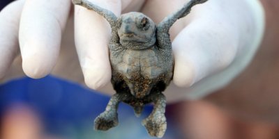 Caretta Caretta Popülasyonuna 'soğuk' Darbesi
