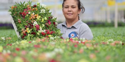 Antalya sokaklarını 3 milyon çiçek süsleyecek