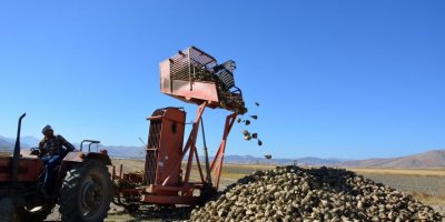 Şeker pancarında yüksek rekolte üreticiyi sevindirdi