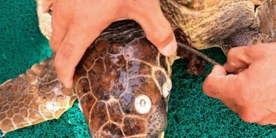 Şamandıra halatına takılan Caretta caretta, dalgıçlar tarafından kurtarıldı