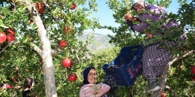 Nar üreticisinin rekolte sevinci