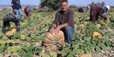 Kırmızı bal kabağında erken hasat