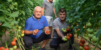 Serik'te mevsimin ilk sera domatesi çıktı