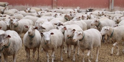 2 milyon metrekarelik çiftlikte hem eğitim hem üretim  