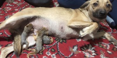 Yavru sincaplara, köpek Zeyna annelik yapıyor