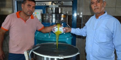 Serik'te zeytin ve yağ sıkma hasadı başladı