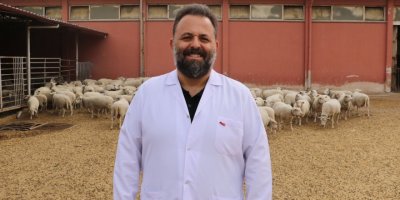 Afyon'da 'Türk Texel' koyunu üretildi
