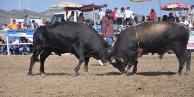 Datça'da geleneksel boğa güreşleri yapıldı, hayvanseverler tepki gösterdi