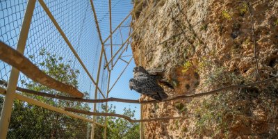 Uçamayan puhu çiftine yaşam alanı