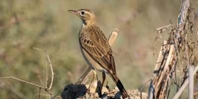 'Mahmuzlu incir kuşu' Antalya'da ilk kez görüntülendi