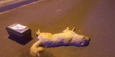 Bodrum'da ölen 3 köpeğin zehirlendiği iddiasıyla savcılık soruşturma başlattı