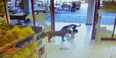 Sokak köpekleri, mağazadan oyuncak pelüş köpeği alıp götürdü