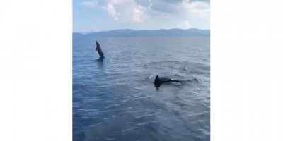 Akbük Koyu'nda yunus sürüsü görüntülendi