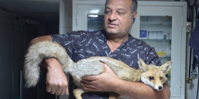 Aracın çarptığı tilki bir gözünü kaybetti