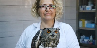 Afyonkarahisar'da yaralı bulunan 2 puhuya tedavi