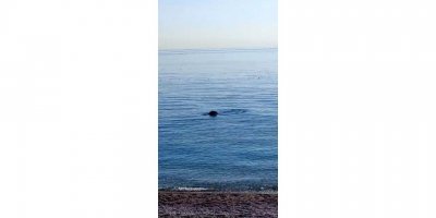 Konyaaltı sahilinde Akdeniz foku sürprizi