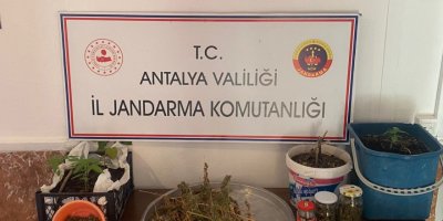 Uyuşturucu yetiştirilen eve jandarma baskını