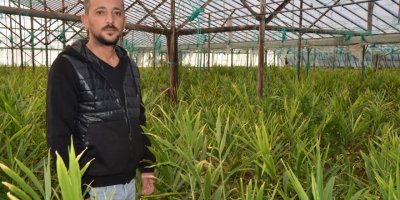 Deneme amaçlı zencefil etki, hasadı bekliyor