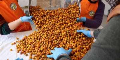 Tıbbi ve Aromatik Bitkiler Merkezi'nde alıç sirkesi üretimi