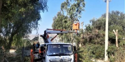 Bodrum'da yıl başından bu yana m 23 bin 509 ağaç ve çalı budandı