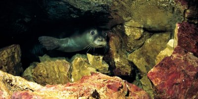 Akdeniz foku yavrularına 'mağara turu' tehdidi